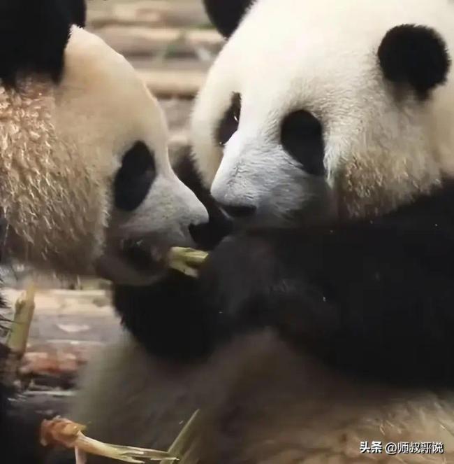 凡希亚：花花是熊猫界的碧昂丝，顶流跨界新偶像