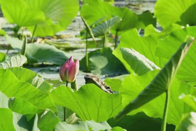 西湖荷花在巴黎开了 夏日仙子提前绽放