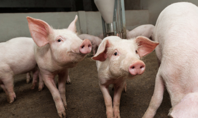 生猪价格超预期上涨 月度涨幅超2元/公斤 养殖业迎盈利拐点
