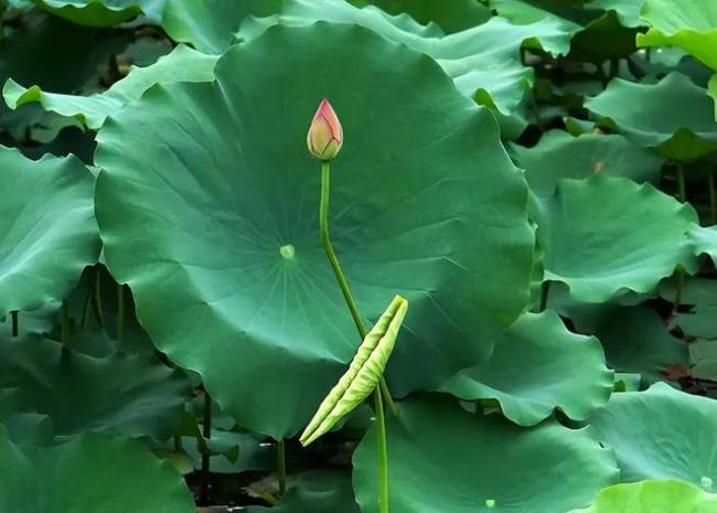 是涝是旱，就看芒种” 今夏雨水多不多？农谚揭秘夏季天气密码