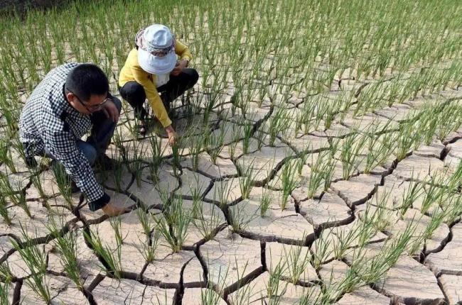 河南那么旱为什么才是轻度干旱 水利厅启动Ⅳ级响应