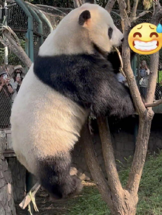 大熊猫一屁股坐断树枝火速逃离 网友：好好的一棵树，没了……