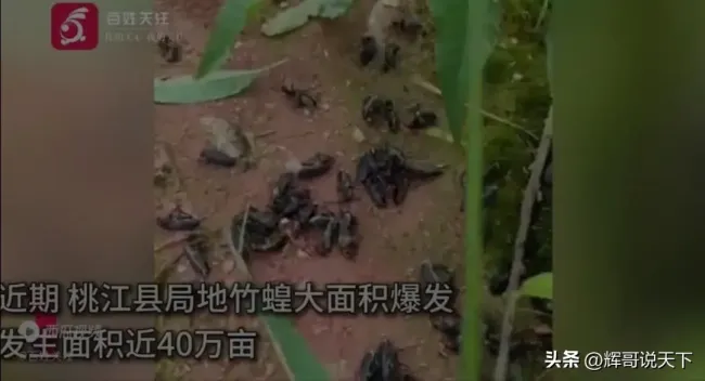 湖南局部出现大量“鸡公虫” 生态警报响起