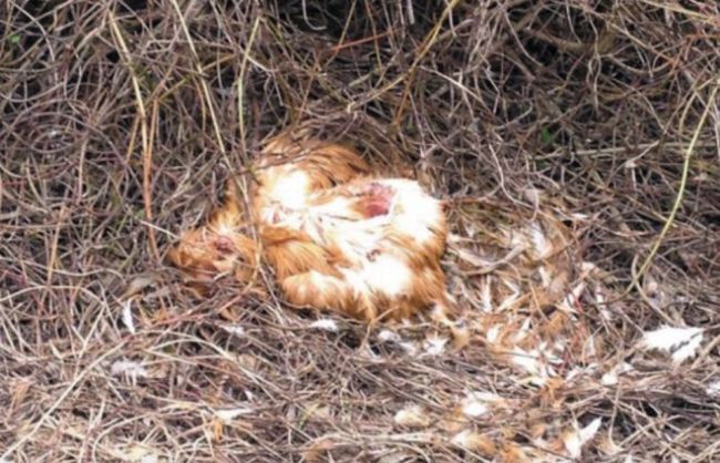 养殖户称暴雨水库泄洪 淹死2万只鸡 养殖业之殇