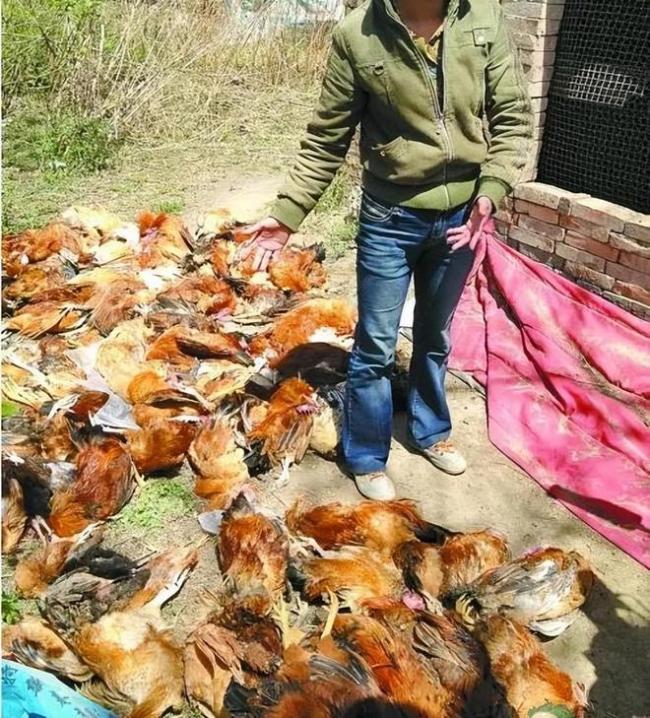 养殖户称暴雨水库泄洪 淹死2万只鸡 养殖业之殇