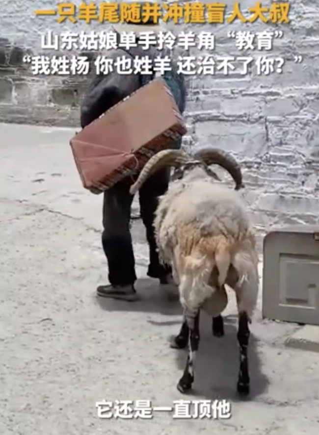 小羊顶盲人被女游客抓角拖走教育 温馨广播传递正能量