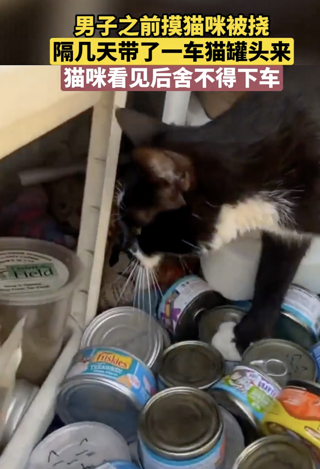 当猫咪看见一车猫罐头后 猎食本能被激发