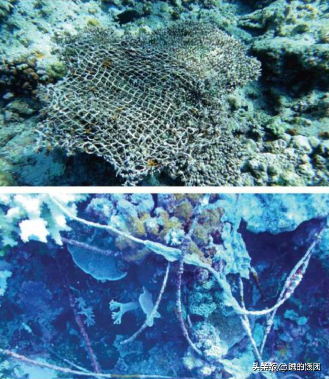揭秘仁爱礁生态调查背后的高科技 南海生态警钟敲响