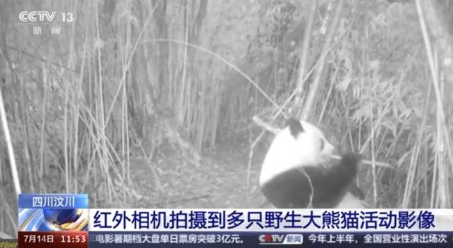 野生大熊猫自己在竹林吃了一整晚 独家视频曝光