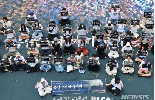韩国动物团体呼吁禁止吃鸡肉
