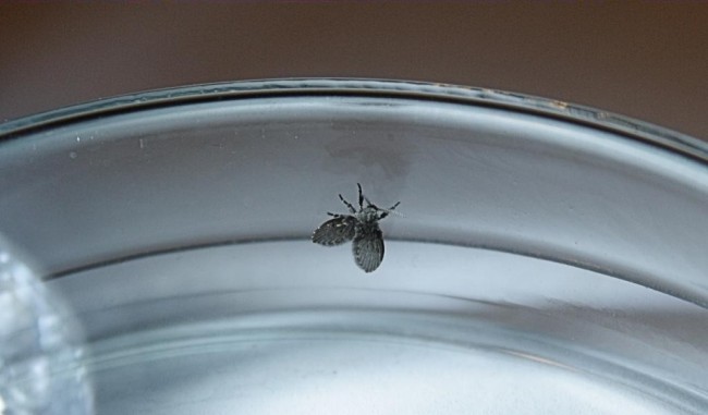 厕所小飞虫或会寄生人体引发感染 厕所里的小飞虫为什么永远灭不完