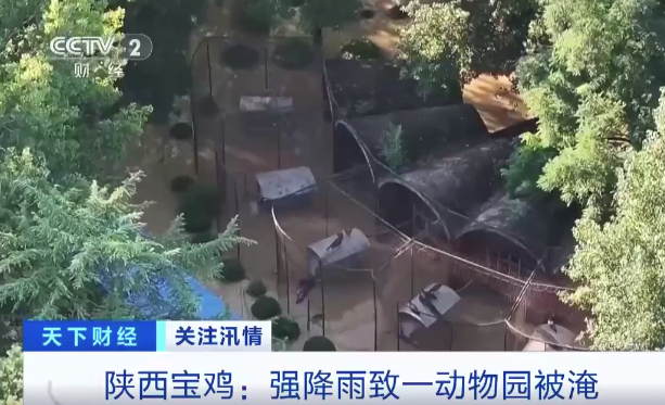 动物园被淹孔雀被逼上了笼舍顶端，积水困住狮子老虎