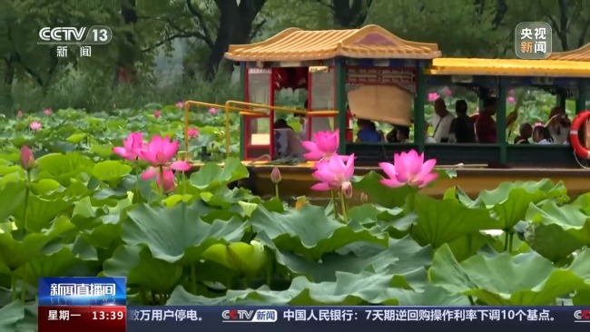 夏日氛围天花板，全国赏荷地图邀你打卡