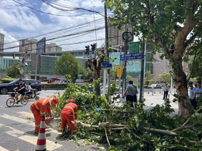 上海行道树被吹断 骑手被砸身亡 台风天安全警钟再响