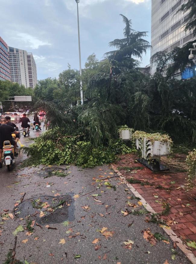 合肥狂风暴雨吹倒多棵大树 交通堵塞逾一小时