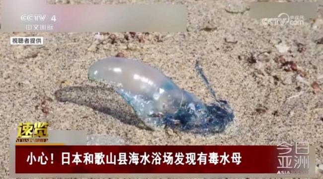 看到立即远离！去海边玩小心这些“漂亮刺客”