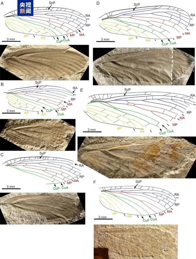 罕見,！約3億年前的古老“翅膀”重現(xiàn),！