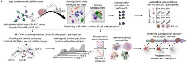 正常老化还是日渐痴呆？《自然》研究揭示大脑“命运”如何受细胞状态决定