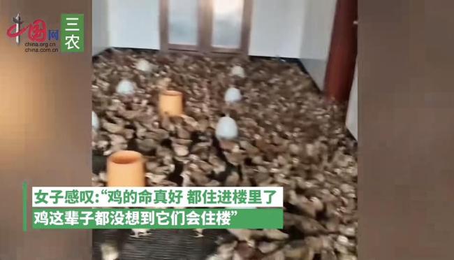 有养殖户在酒店躲台风无暇管鸡死活 万鸡住楼引热议