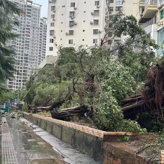 摩羯过境后现场实拍 60亩香蕉林毁于一旦