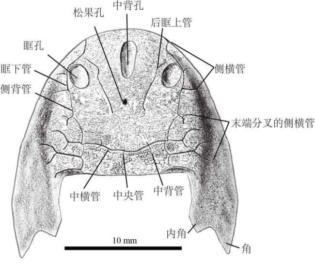 重庆秀山考古发现“双叉苗家鱼” 远古鱼类新成员现身