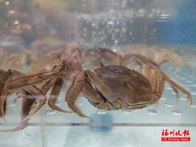 阳澄湖蟹大量热死，中秋节前夕价格飙升