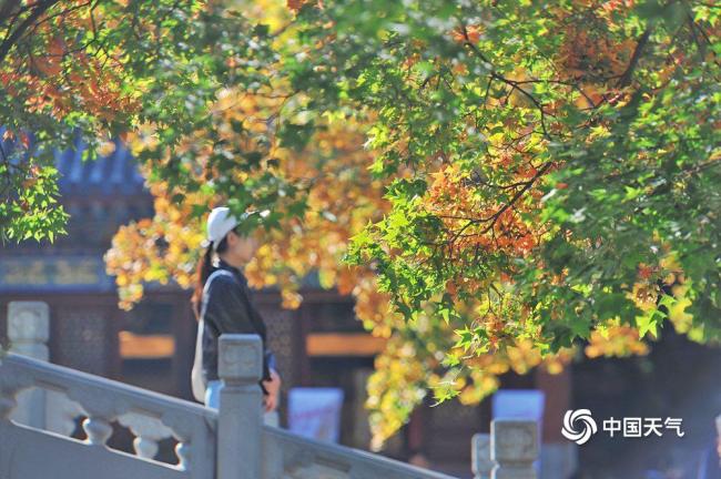 賞紅葉季開啟 北京香山勤政殿紅楓開始變色