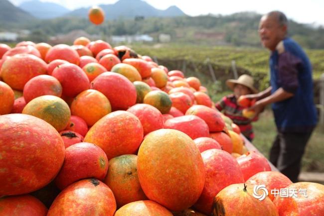 世界粮食日：金秋时节喜丰收 不负好“食”光