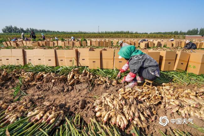 世界粮食日：金秋时节喜丰收 不负好“食”光