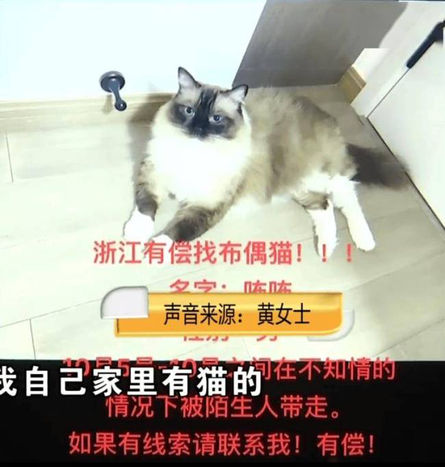 母亲送走女儿布偶猫 家庭矛盾与责任之争