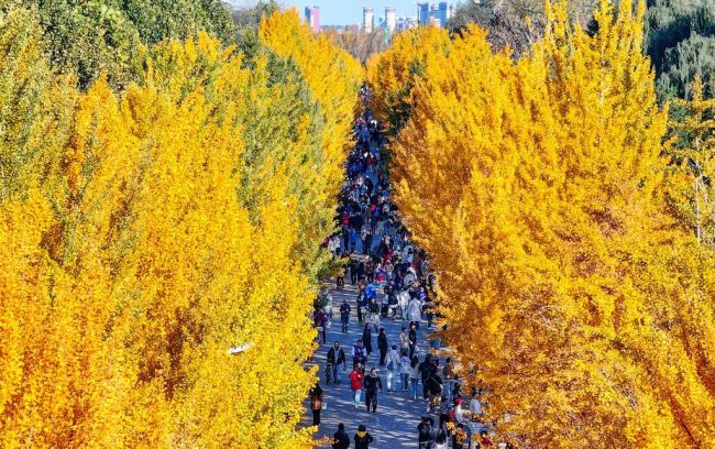 沈陽農業大學“敞開大門”迎市民觀銀杏賞秋色