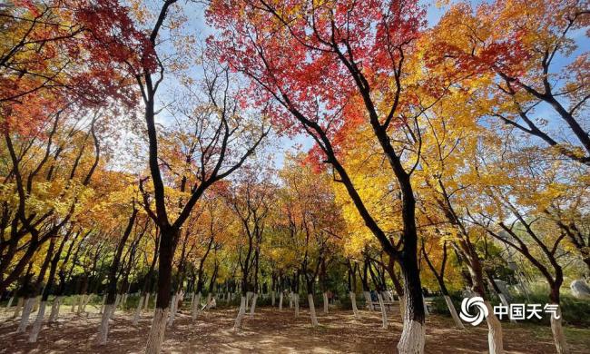 北京奧林匹克森林公園秋葉上妝 五彩斑斕美不勝收