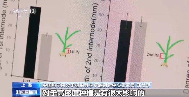 吃起来更甜？一起了解"太空水稻"和普通水稻的不同