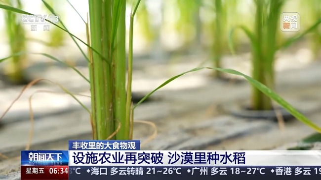 植物工廠長啥樣？揭秘種菜“黑科技”