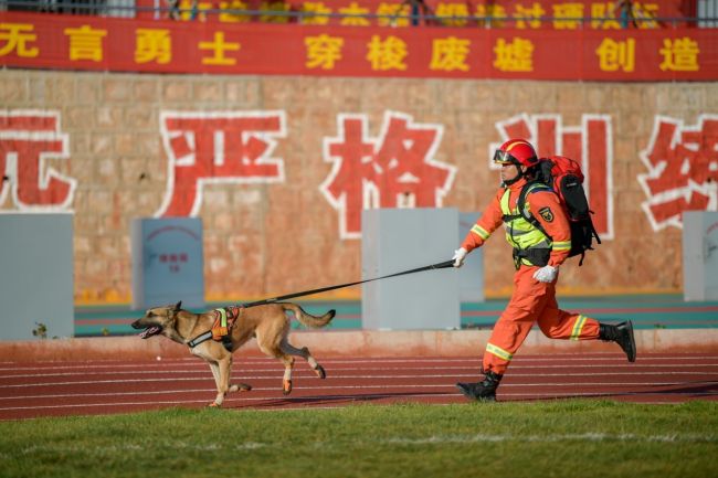 消防“汪汪队”是怎样炼成的 无言战士的训练与荣耀