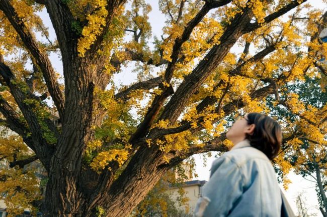 北京石景山这棵古银杏美了800多年！见证岁月流逝