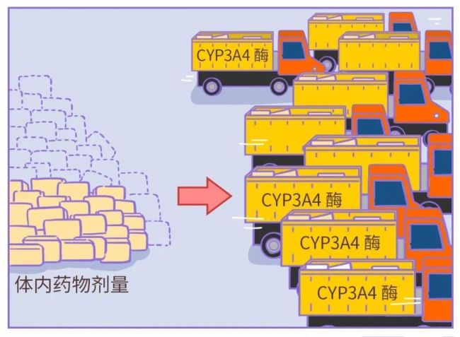 降压药和西柚一起吃严重或致休克 