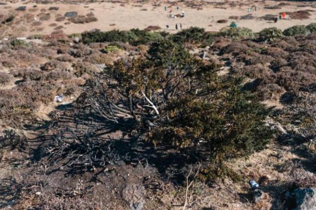 专家称大牯牛山被烧植物为杜鹃类 登山者行为引发关注