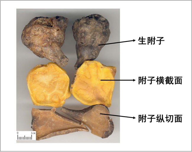 补药变“毒药” 这些药材不能盲目食用