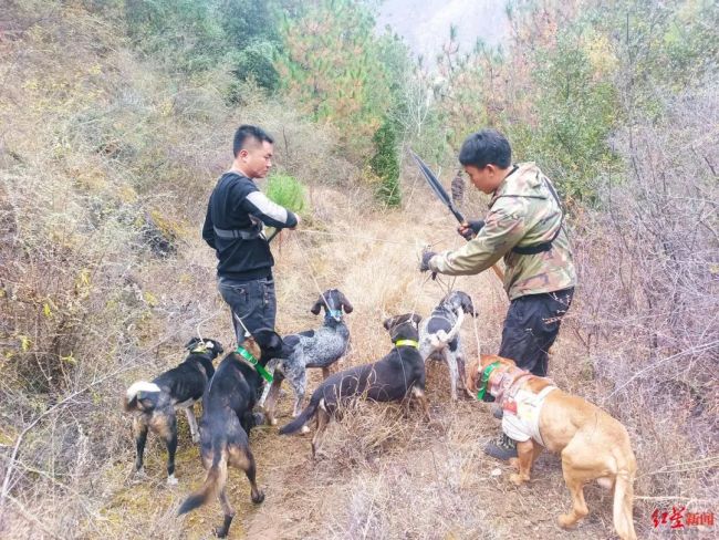 揭秘“野猪猎捕队” 川西高原上的特别行动