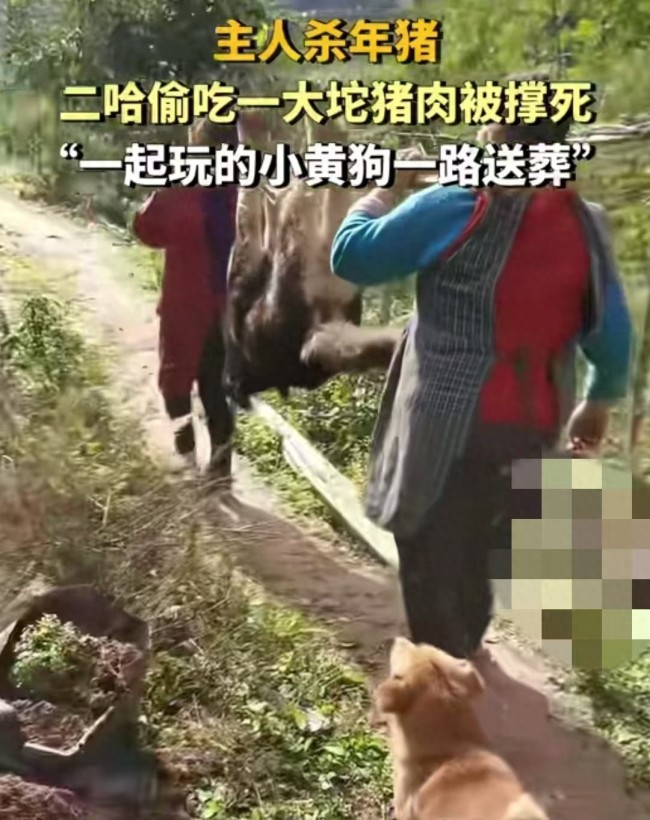 主人杀年猪 狗狗偷吃猪肉被撑死 农村年味浓引发热议