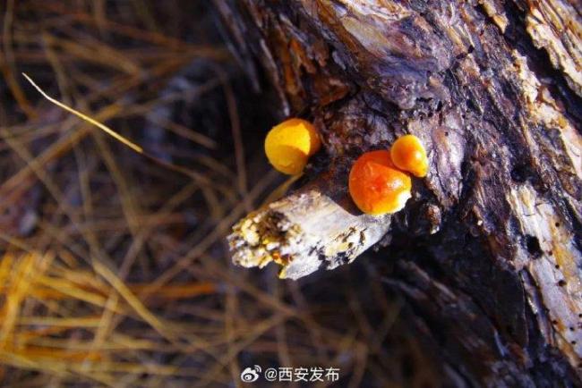 陕西发现全球新物种秦岭隐孔菌 珍稀药用真菌亮相