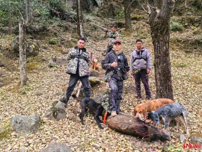 专家谈野猪是否真已到泛滥地步