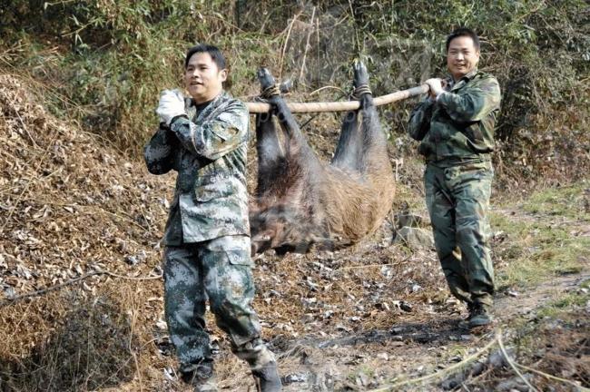 多地缺钱暂停捕猎，野猪真的已“泛滥”？专家建议开展枪猎，可出售食用