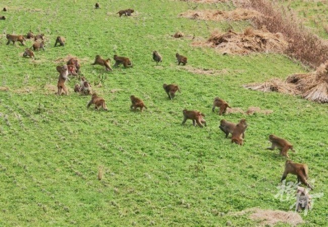 50多只野猴下山偷菜 村民圍觀