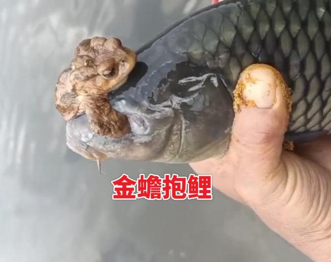 男子釣魚發(fā)現(xiàn)魚被蟾蜍抱著 罕見景象引熱議