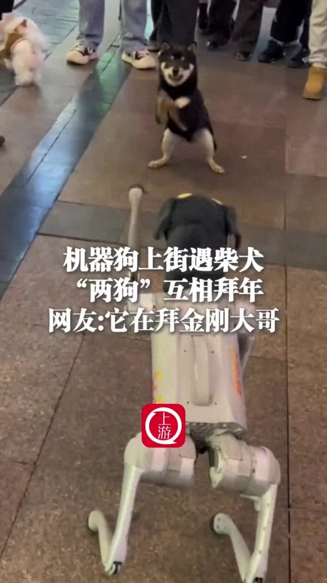 机器狗遇柴犬两狗互相拜年