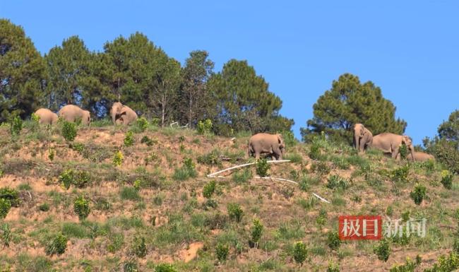 云南普洱一果園屢遭野象群破壞 果農(nóng)損失慘重求解