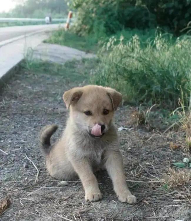 廣州解禁土狗 移出危險犬名錄