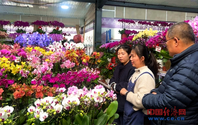 北京花卉市场年宵花热销 新春氛围浓厚